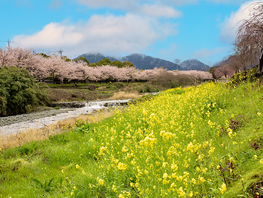 OM1B3692,桜,秦野市,SAKURA,Cherry Blossom,Hadano City